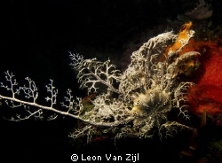 Shot in Hermanus, South Africa. Hakskeen reef by Leon Van Zijl 